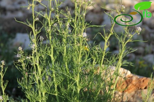 subsp. spinescens-Mardin