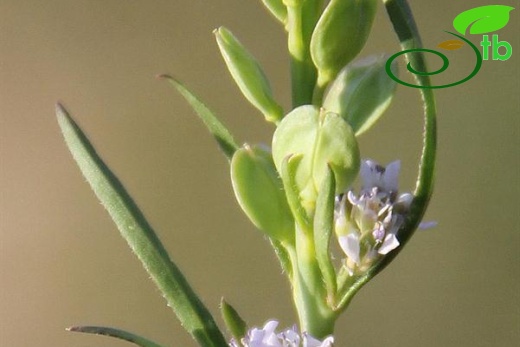 subsp. spinescens-Mardin