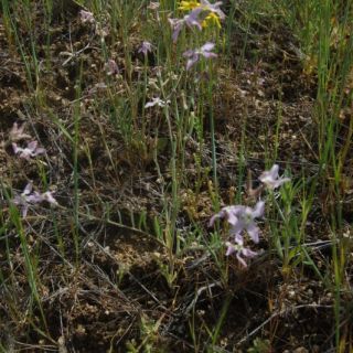 ssp bicornis-Ürgüp-Nevşehir