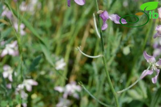 ssp bicornis-Polatlı-Ankara