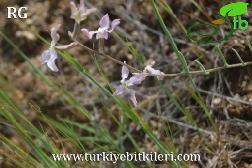 ssp bicornis-Ürgüp-Nevşehir