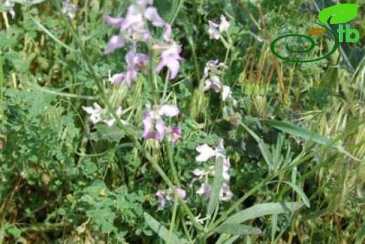 ssp bicornis-Polatlı-Ankara