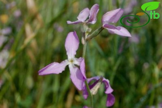 ssp bicornis-Polatlı-Ankara