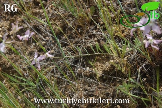 ssp bicornis-Ürgüp-Nevşehir