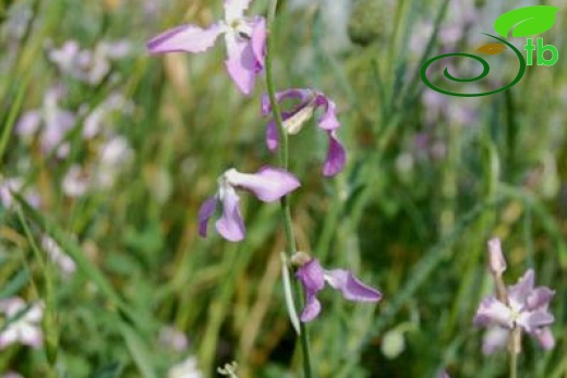 ssp bicornis-Polatlı-Ankara