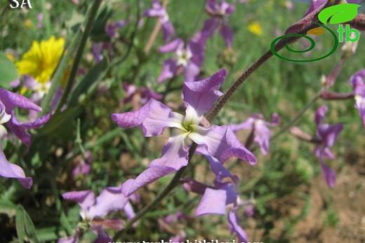 subsp. bicornis