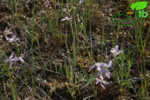 ssp bicornis-Ürgüp-Nevşehir