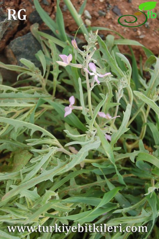 ssp bicornis-Kulu-Konya