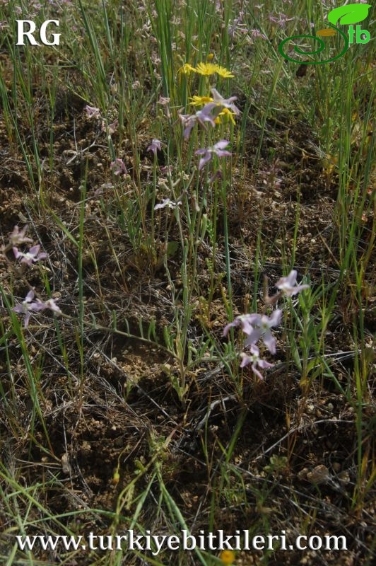 ssp bicornis-Ürgüp-Nevşehir