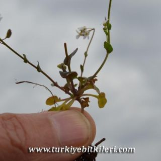 Samandağı-Hatay