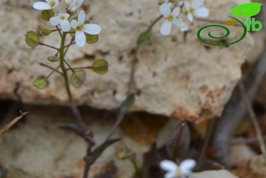 Samandağı-Hatay