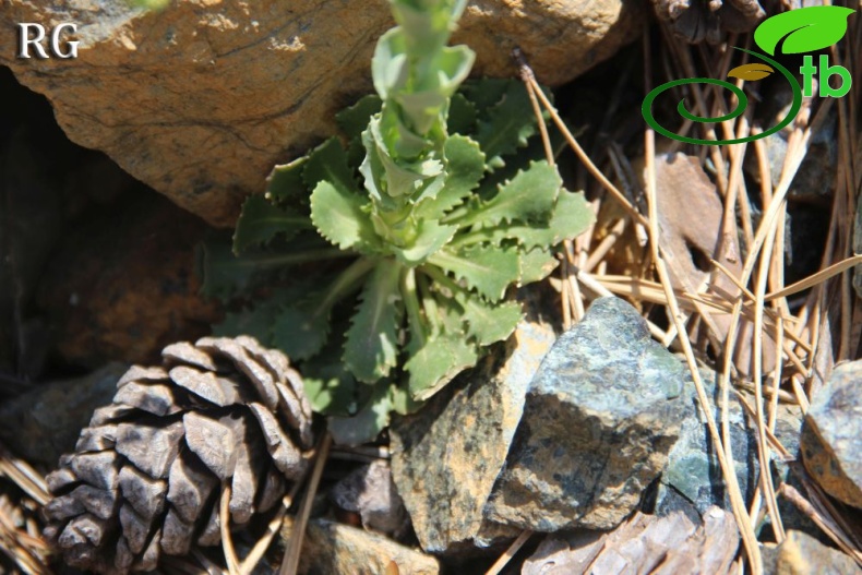 Sandras dağı-Köyceğiz