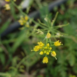 subsp. sylvestris-İstanbul