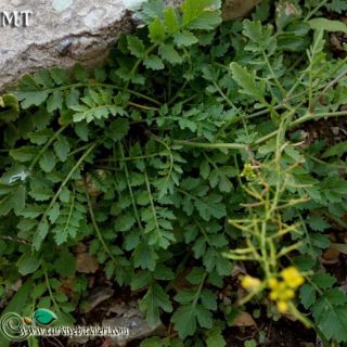subsp. sylvestris-İstanbul