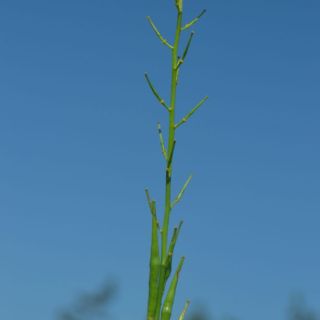 Datça