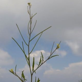 Datça-Muğla