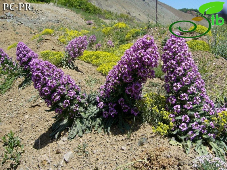 Erzincan