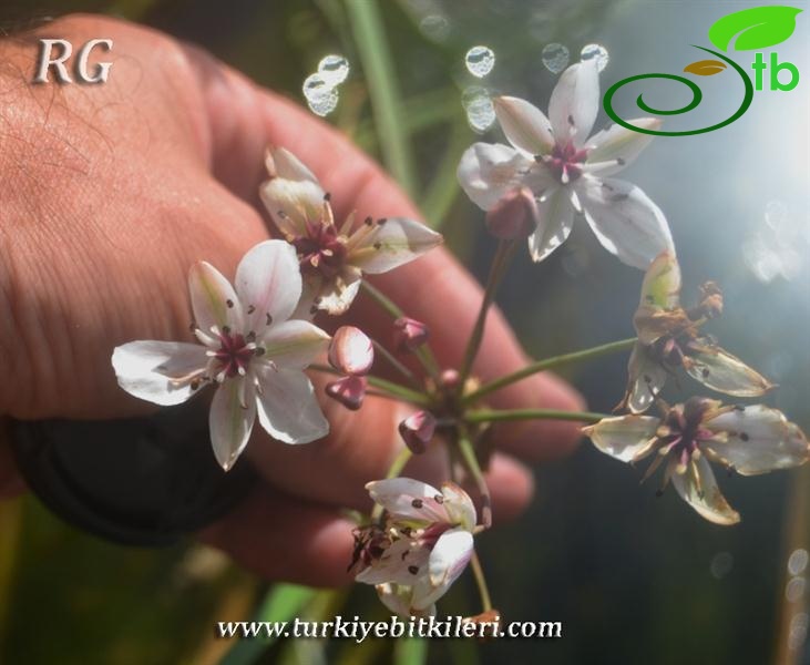 Girdev gölü-Muğla