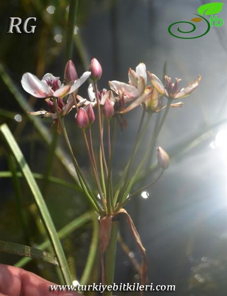 Girdev gölü-Muğla