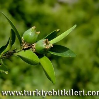 Amanos dağları-Osmaniye