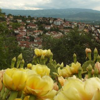 Tokat