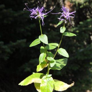 subsp. amplexicaule-Kütahya