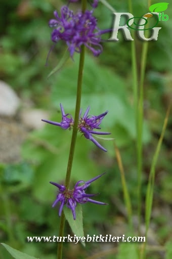 Gerede-Bolu