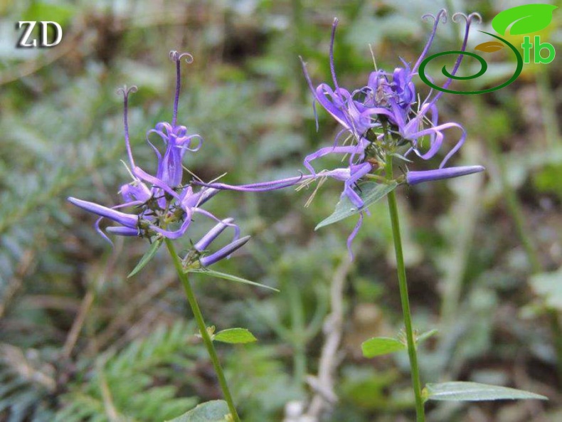 subsp. amplexicaule-Kütahya