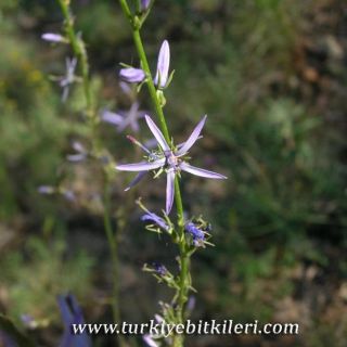 subsp. pestallozae
