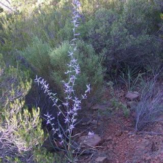 subsp. pestallozae-Muğla