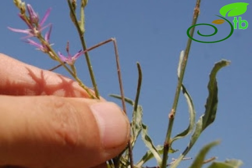 ssp limonifolium-Bozdağ-İzmir