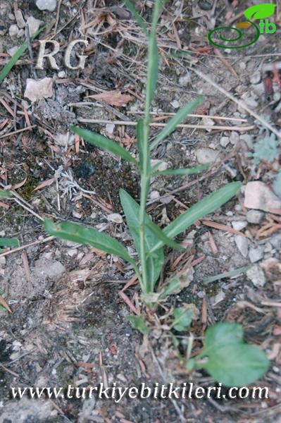 ssp limonifolium-Aladağlar-Niğde