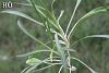 ssp linifolium