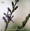 subsp. nallihanicum-Nallıhan-Ankara