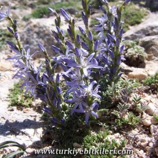 subsp. linifolium-Beypazarı-Ankara
