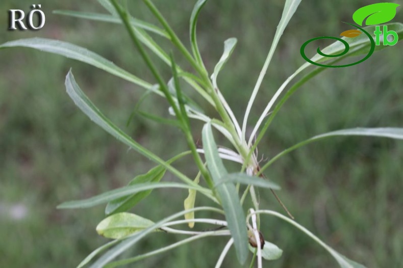 ssp linifolium