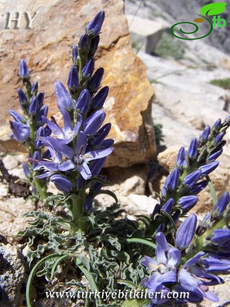 subsp. linifolium-Beypazarı-Ankara