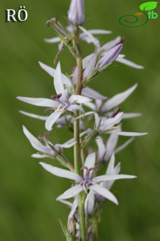 ssp linifolium