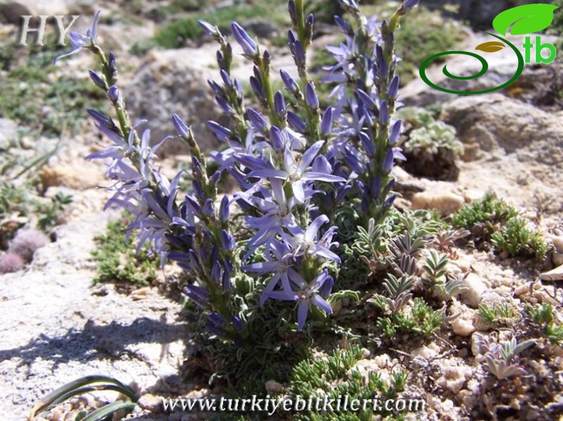 subsp. linifolium-Beypazarı-Ankara