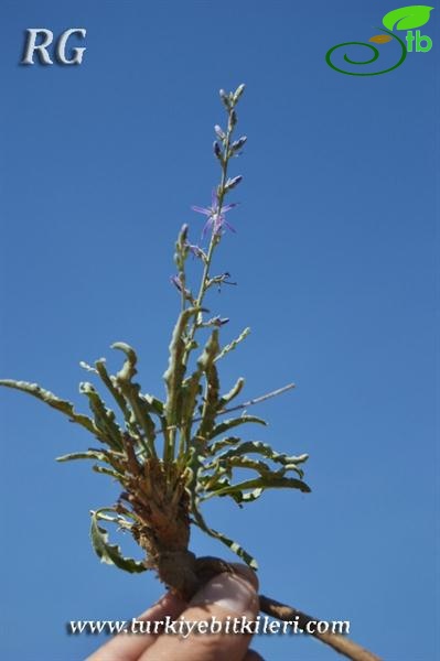 ssp linifolium-Polatlı-Ankara