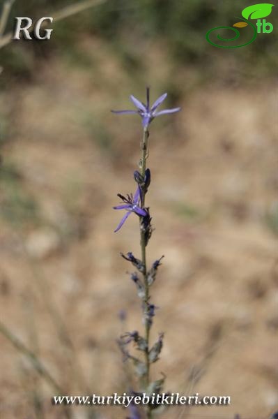 ssp linifolium-Polatlı-Ankara