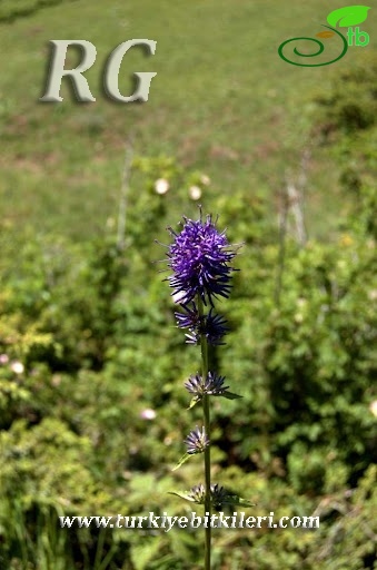 Gerede-Bolu