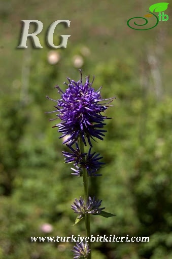 Gerede-Bolu