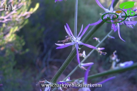 subsp. cichoriiforme-Muğla