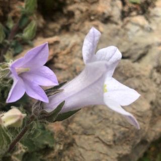 Sandras dağı-Köyceğiz