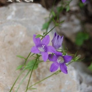 Aladağlar-Niğde