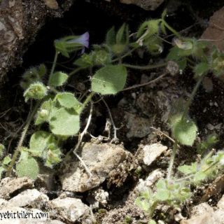 Boncuk dağları-Burdur