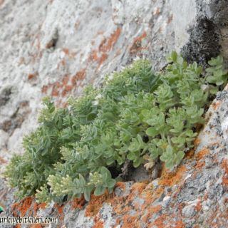 Boncuk dağları-Burdur
