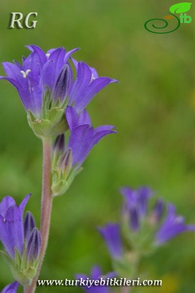 ssp hispida-Çaldıran-Van