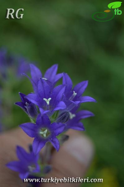 ssp hispida-Çaldıran-Van